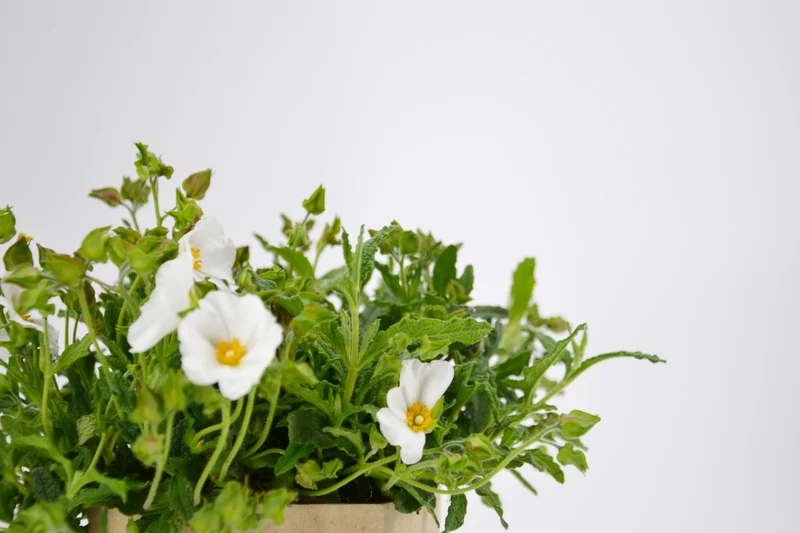 Cistus x florentinus 'Tramontane'