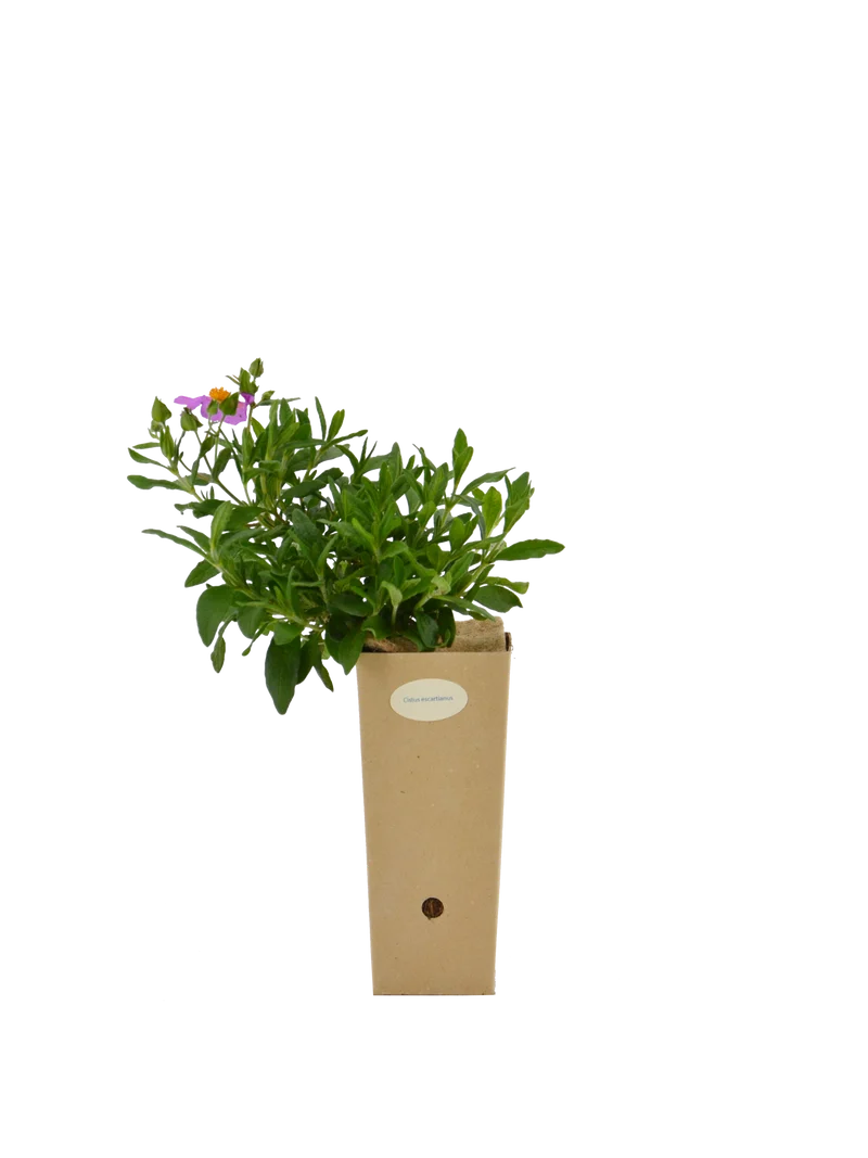Cistus x escartianus