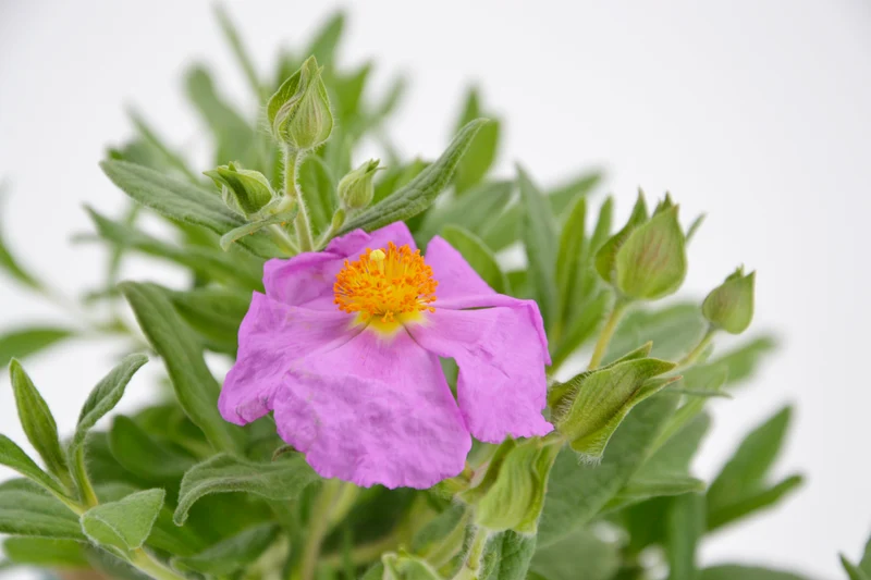 Cistus x escartianus