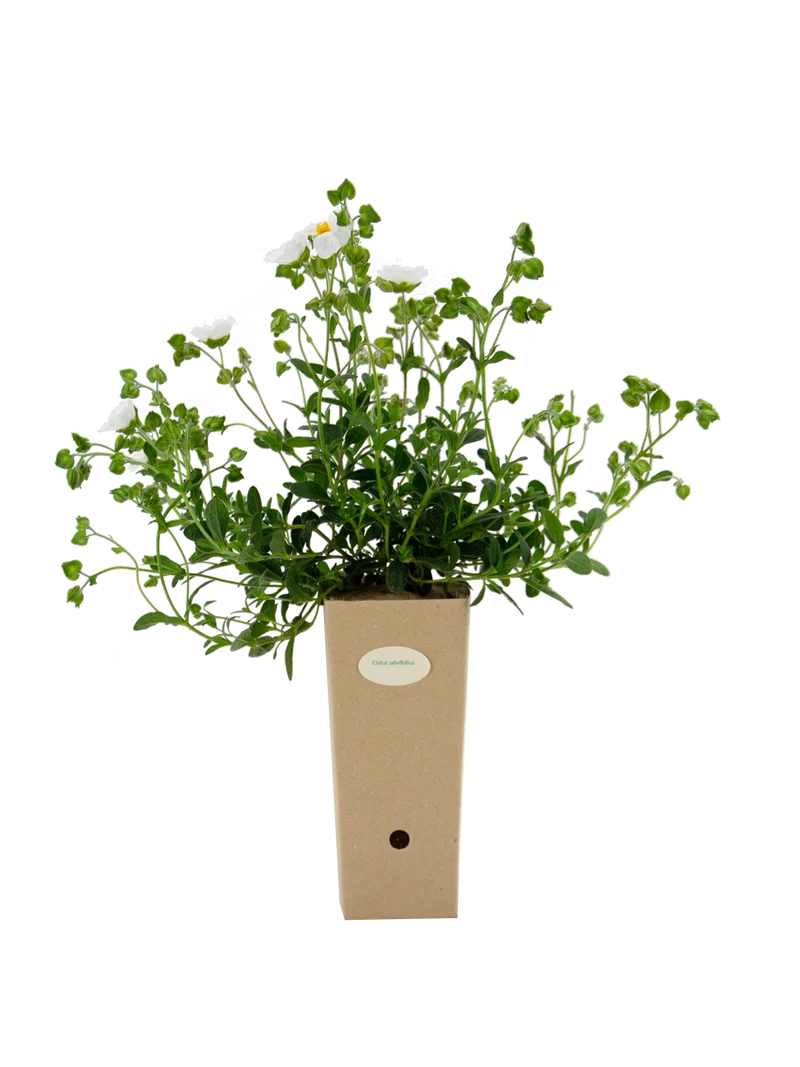 Cistus salviifolius