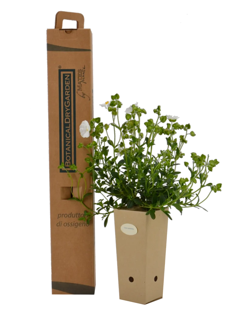 Cistus salviifolius