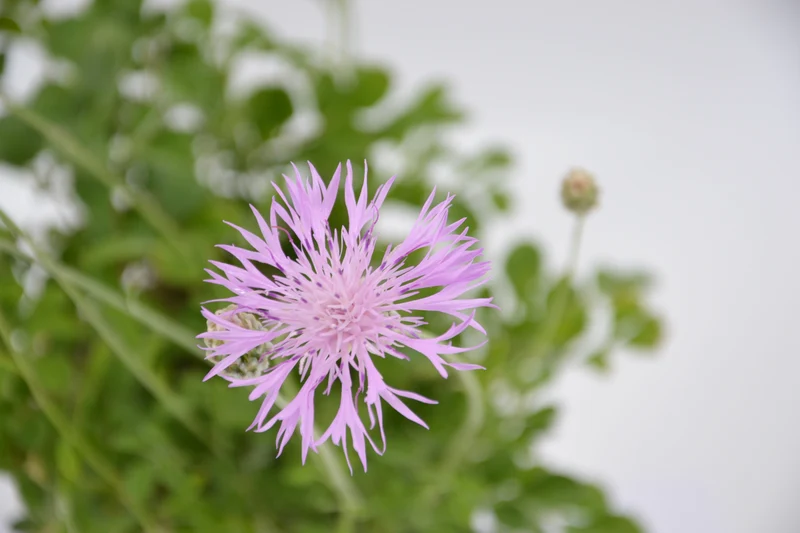 Centaurea bella