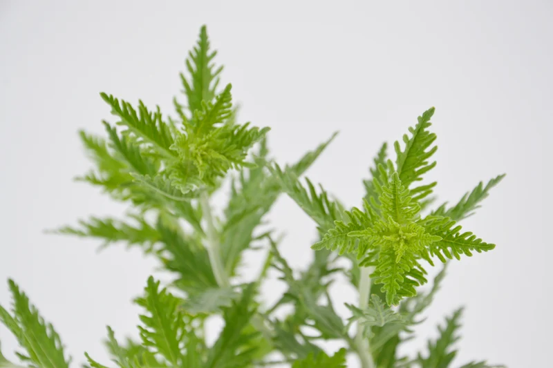 Perovskia atriplicifolia