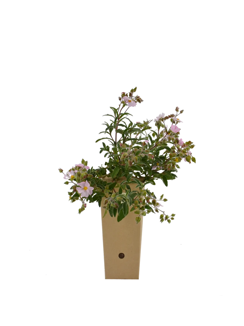 Cistus x skanbergii