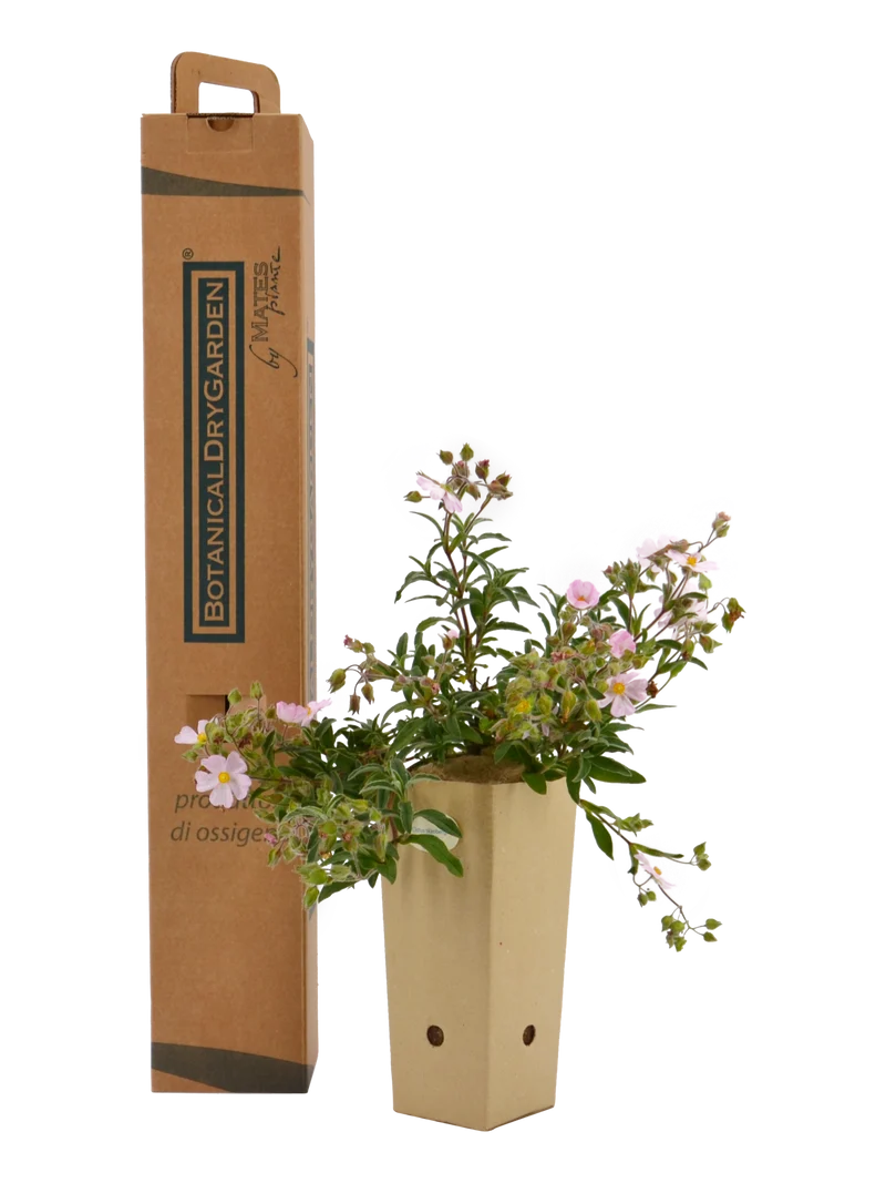 Cistus x skanbergii