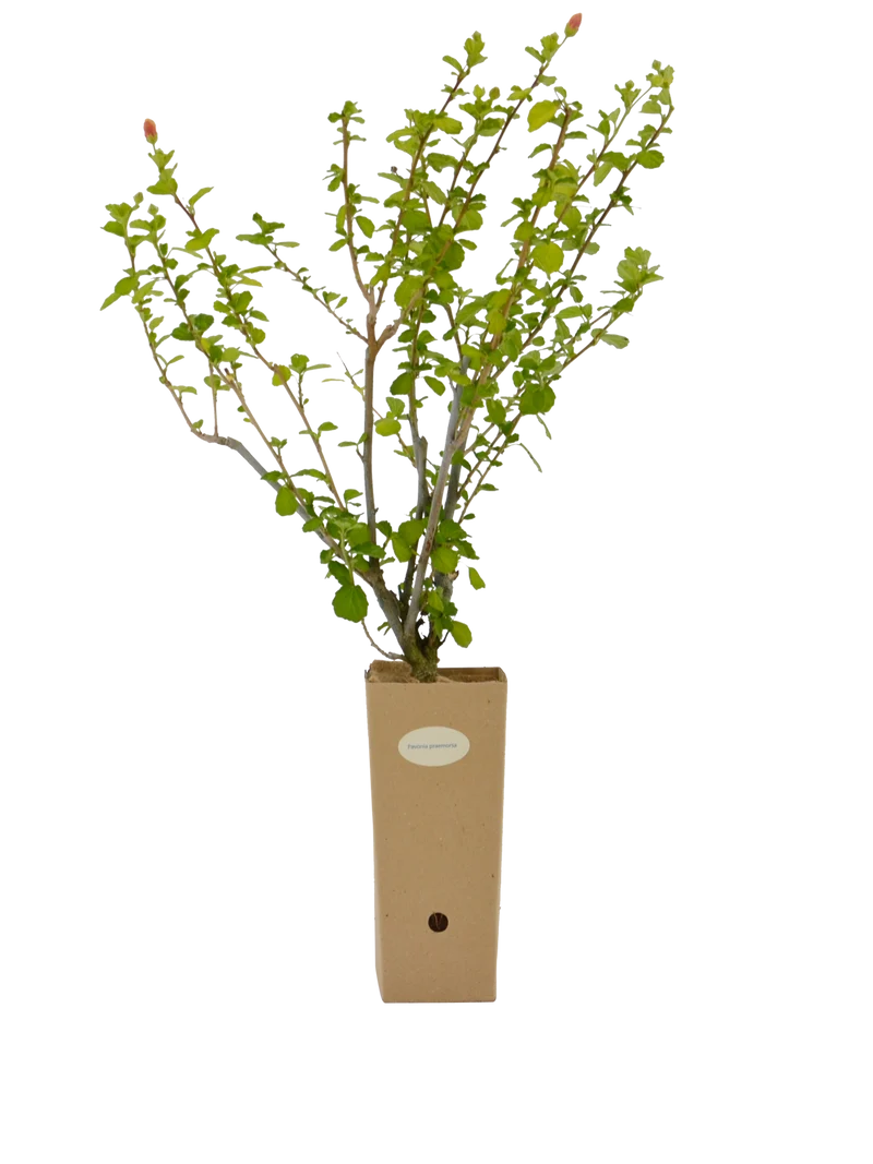 Pavonia praemorsa