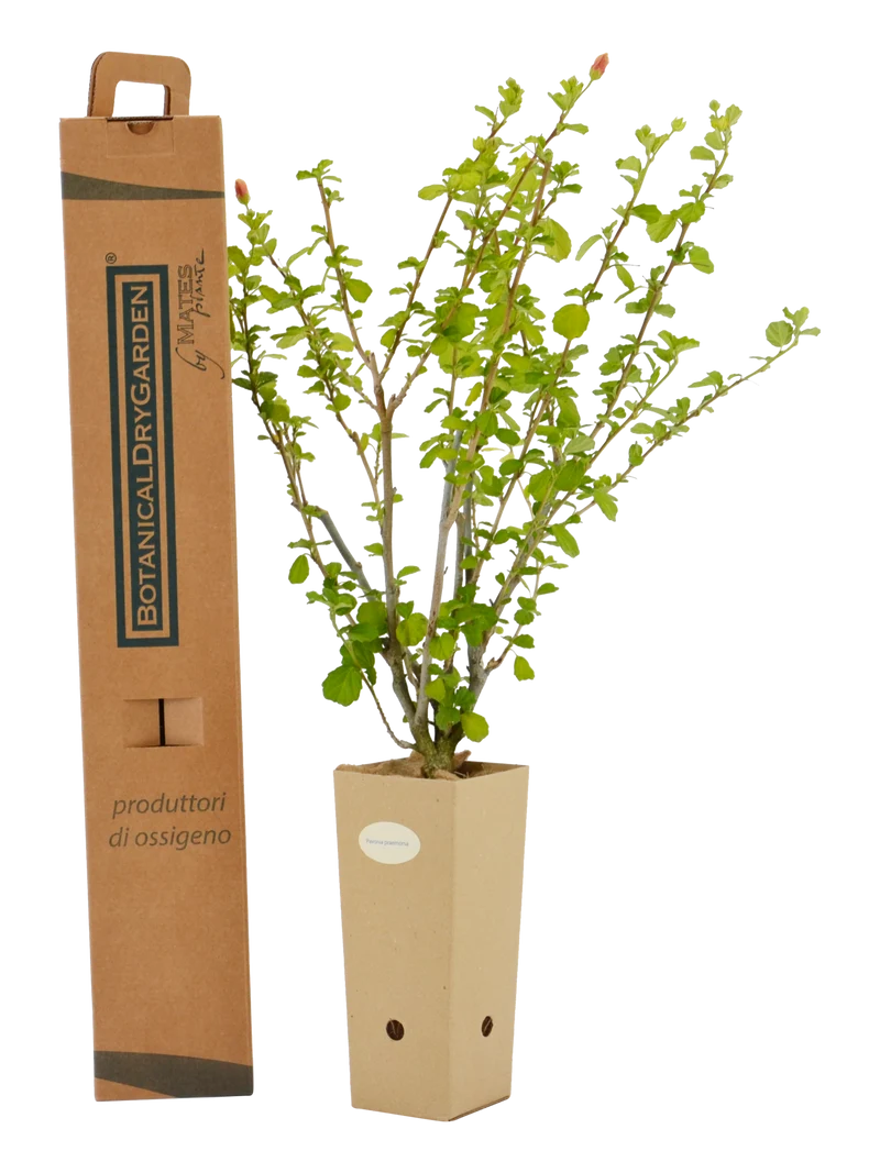 Pavonia praemorsa