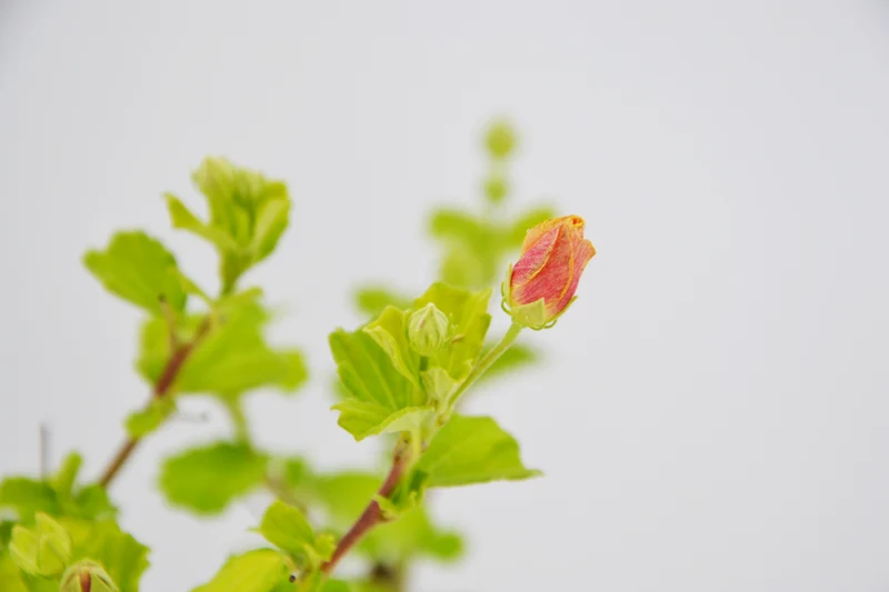 Pavonia praemorsa