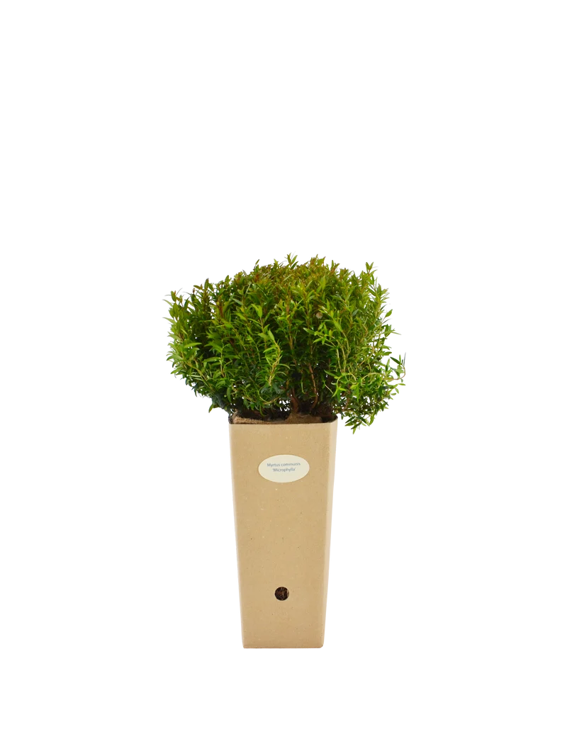 Myrtus communis ‘Microphylla’