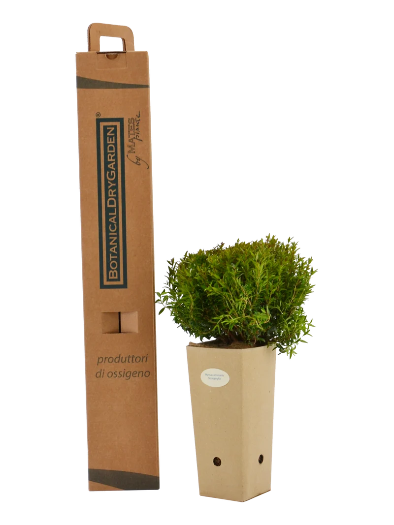 Myrtus communis ‘Microphylla’