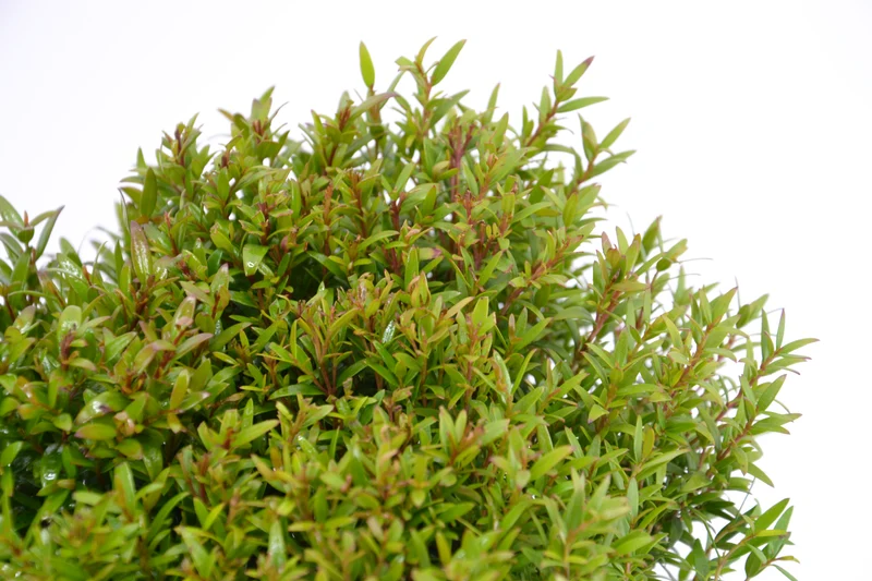 Myrtus communis ‘Microphylla’