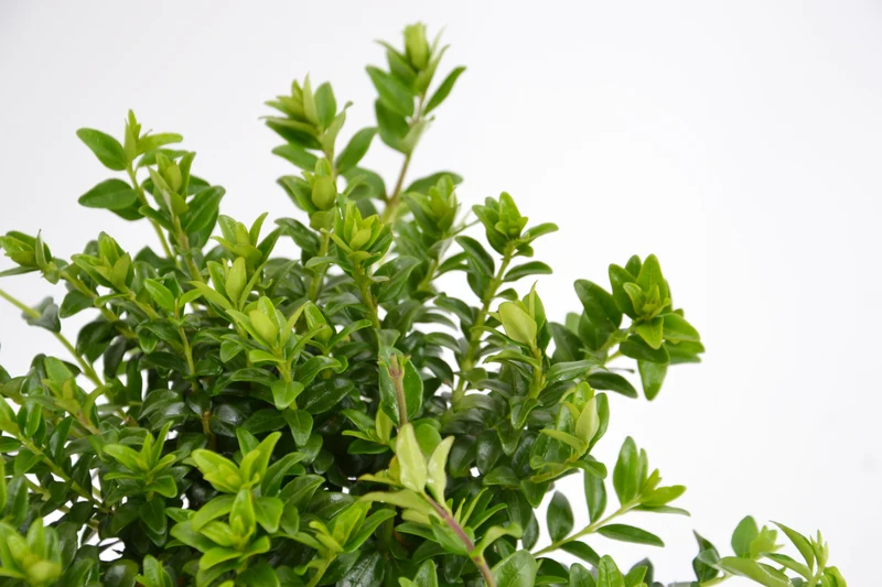Lonicera nitida 'Maigrun'