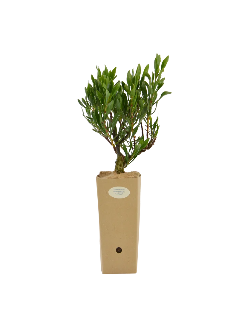 Limoniastrum monopetalum 'Carnaval'