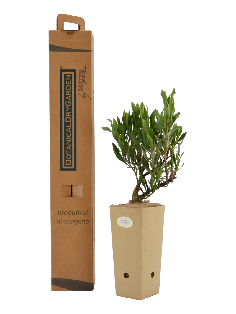 Limoniastrum monopetalum 'Carnaval'