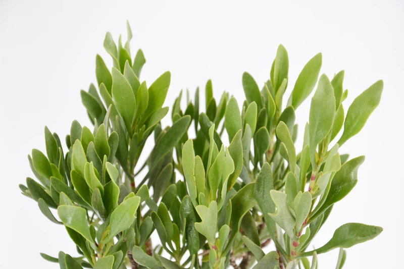 Limoniastrum monopetalum 'Carnaval'