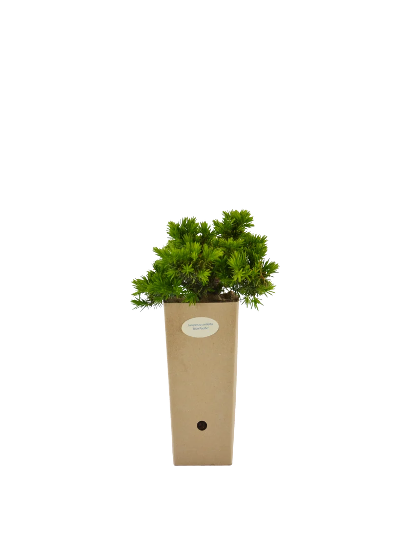 Juniperus conferta 'Blue Pacific'