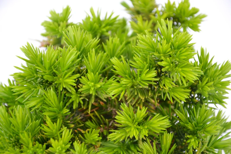 Juniperus conferta 'Blue Pacific'