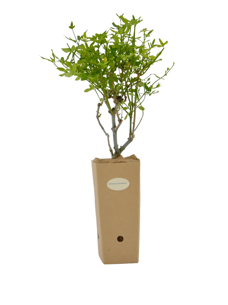 Jasminum primulinum (Jasminum mesnyi)