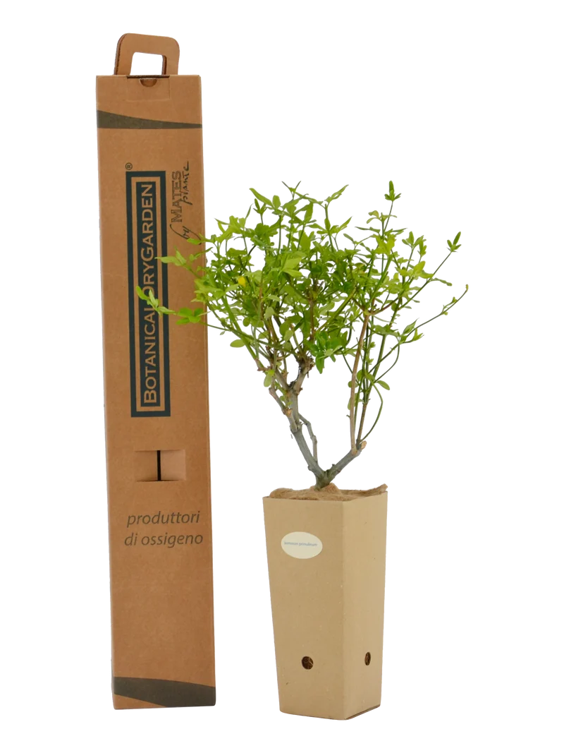 Jasminum primulinum (Jasminum mesnyi)