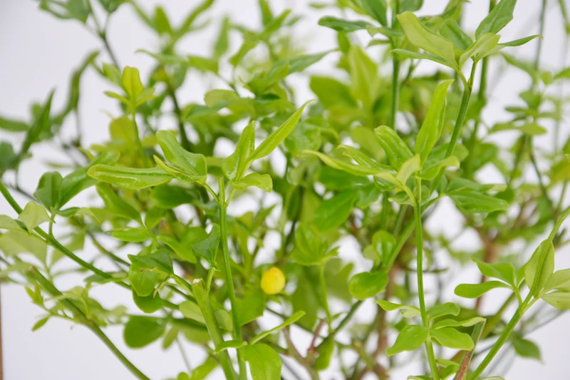Jasminum primulinum (Jasminum mesnyi)