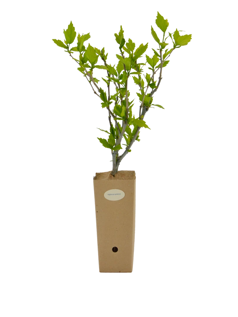 Hibiscus syriacus
