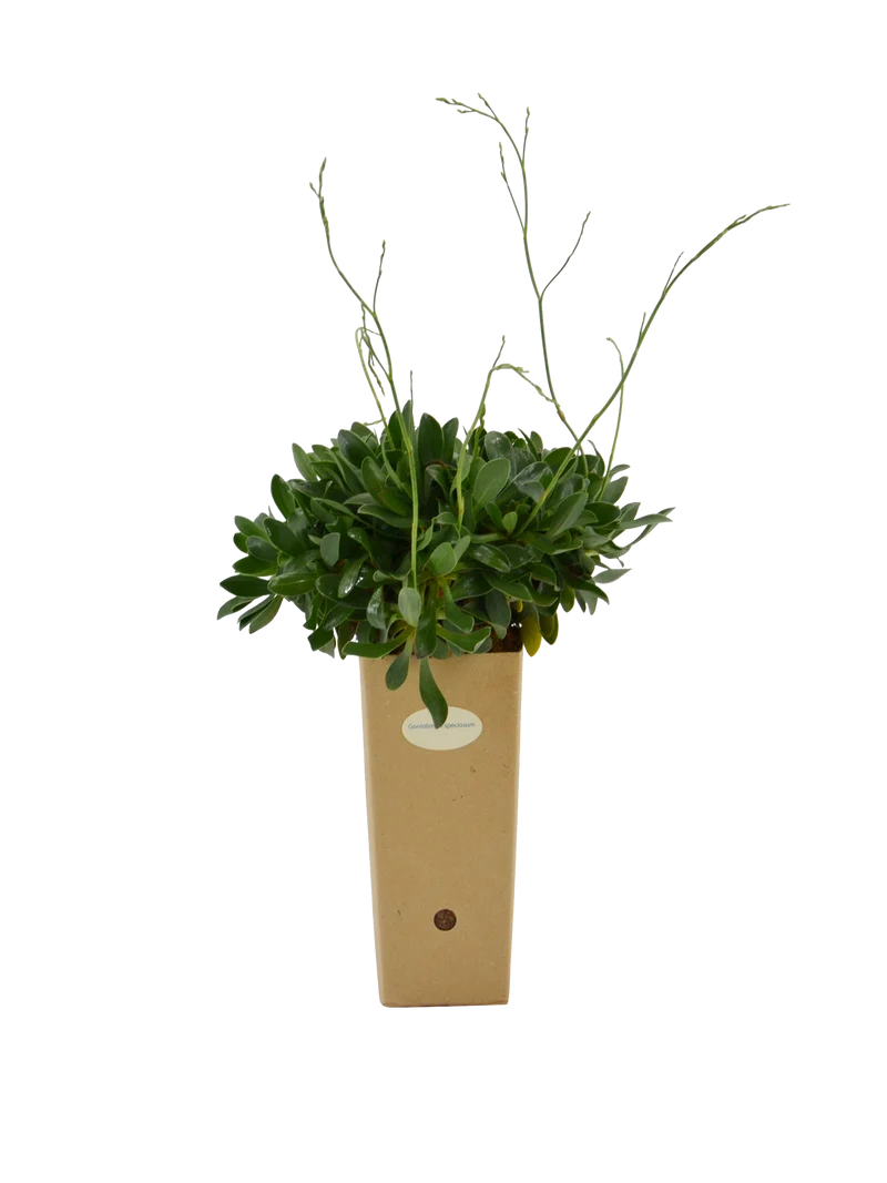 Goniolimon speciosum