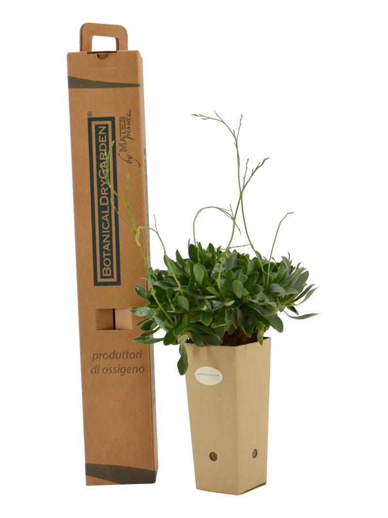 Goniolimon speciosum