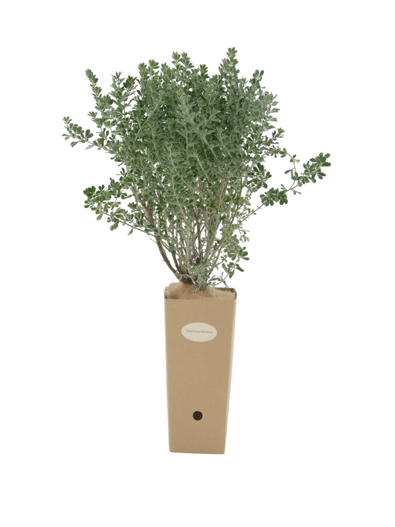 Dorycnium hirsutum