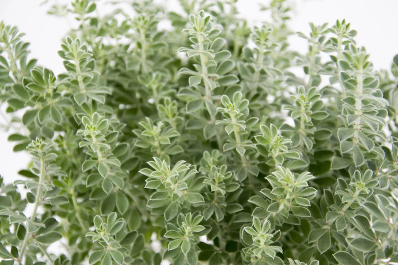 Dorycnium hirsutum