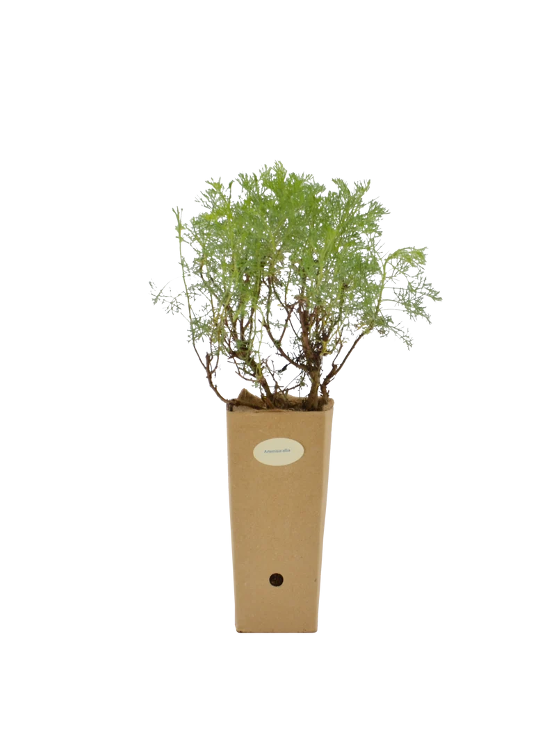 Artemisia alba
