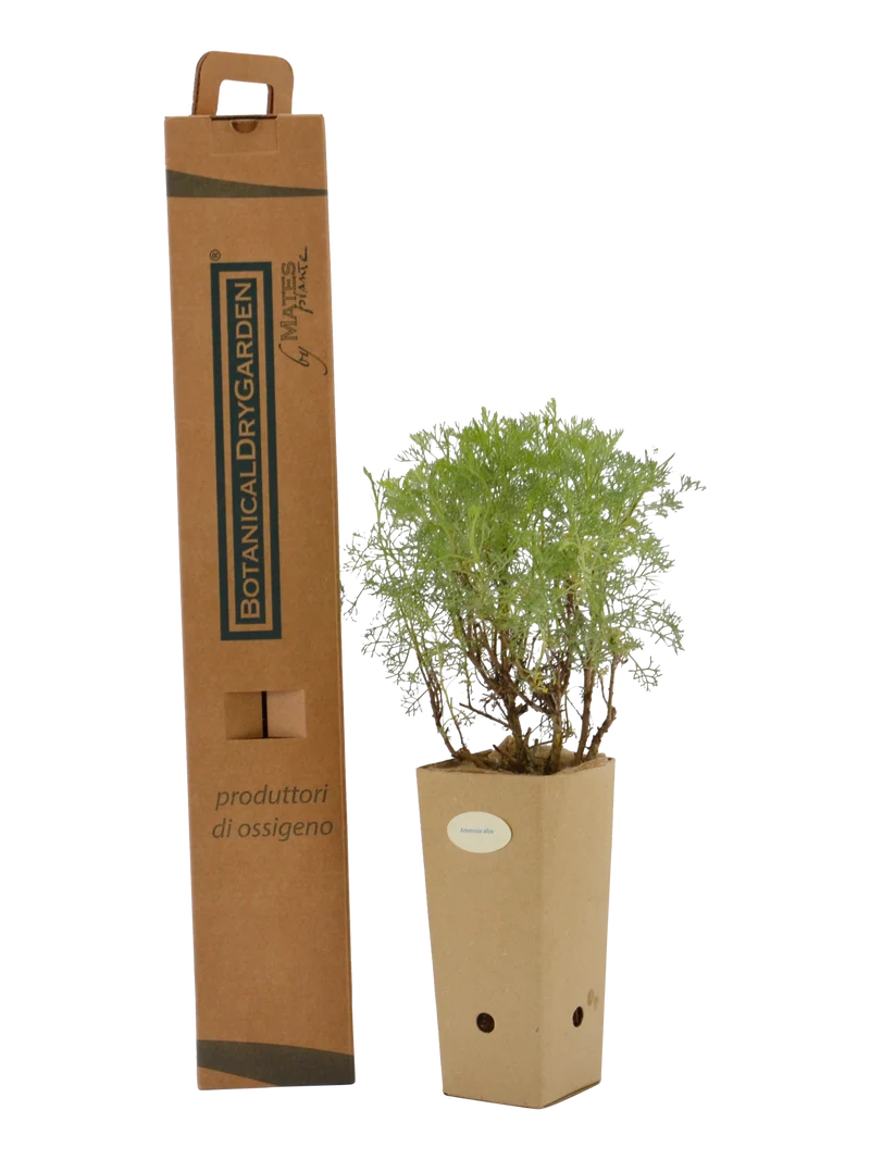 Artemisia alba