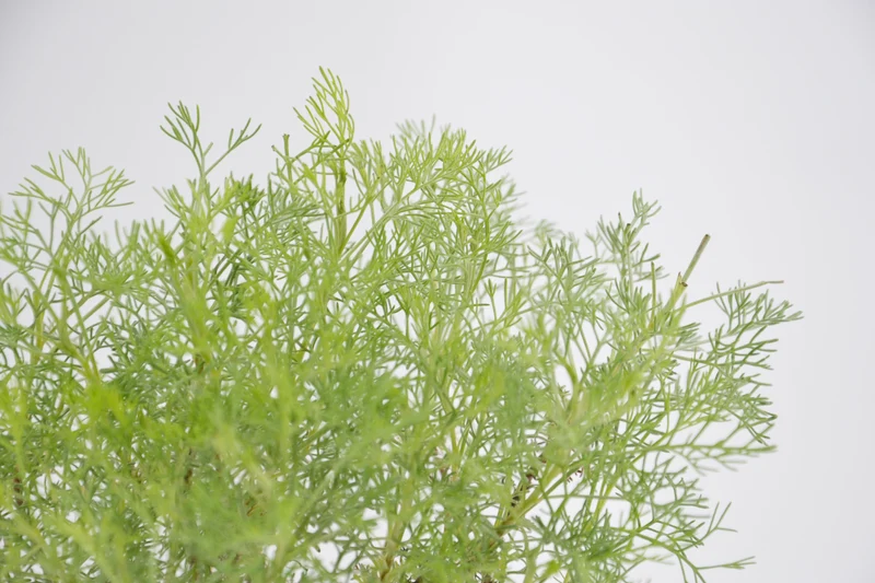 Artemisia alba
