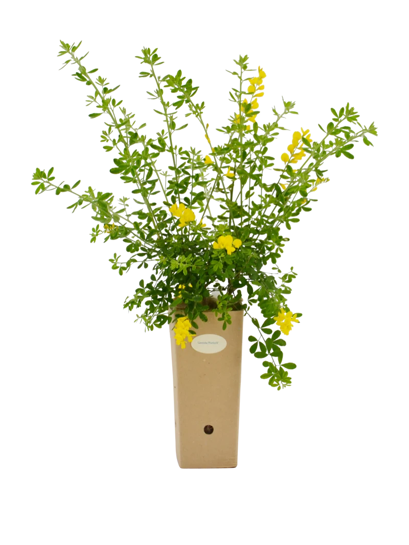 Genista x 'Porlock'