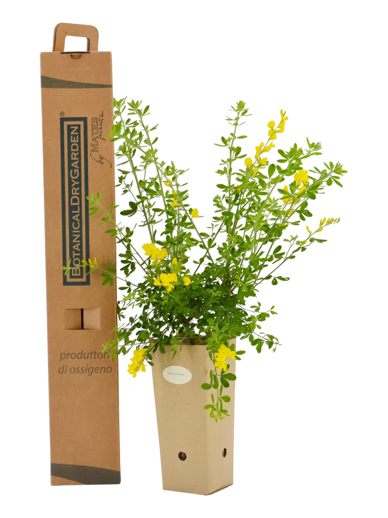 Genista x 'Porlock'