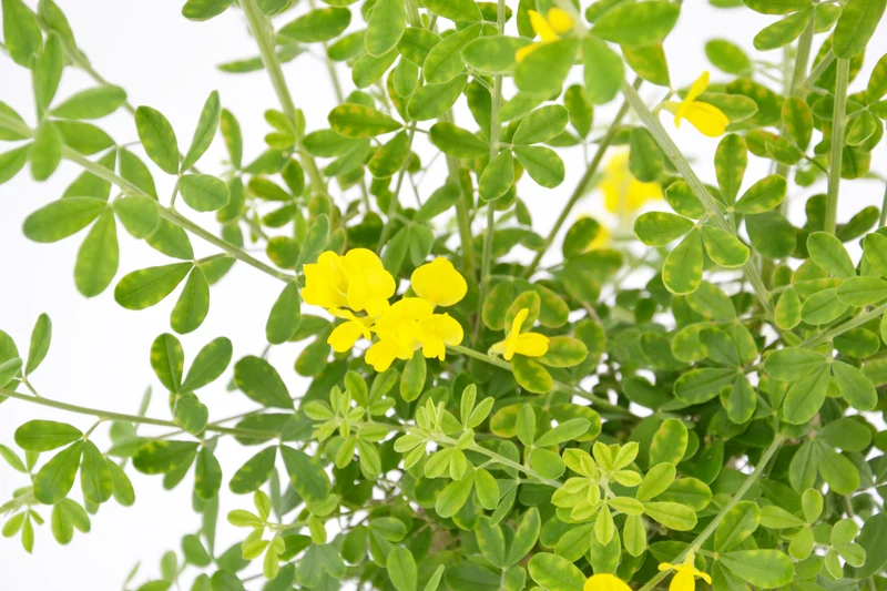 Genista x 'Porlock'