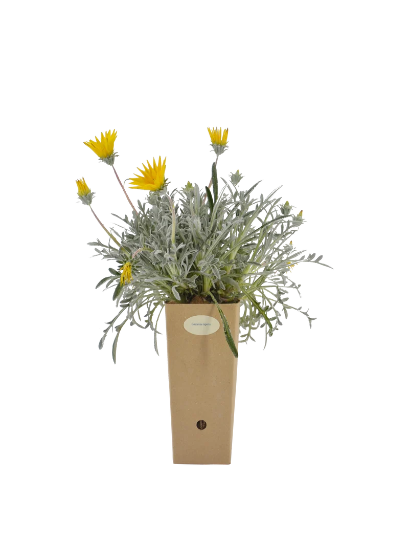 Gazania rigens