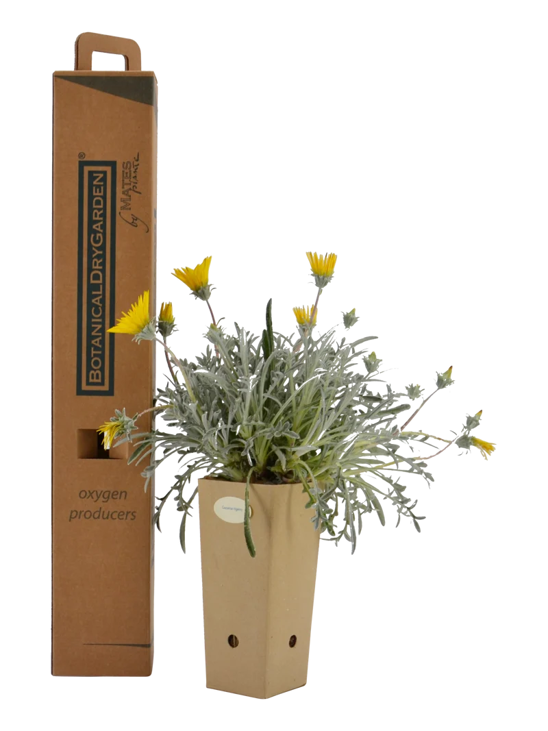 Gazania rigens