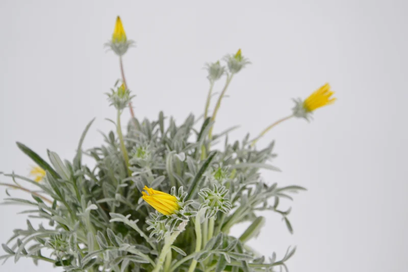 Gazania rigens