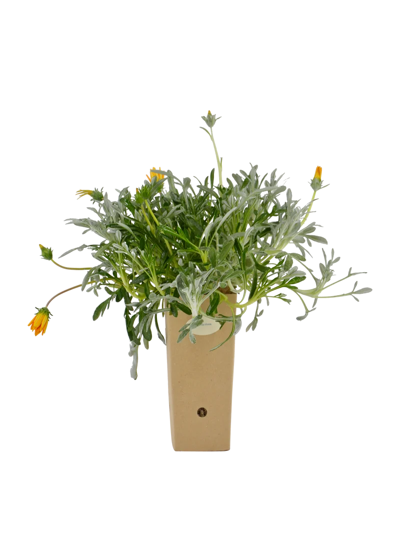 Gazania nivea