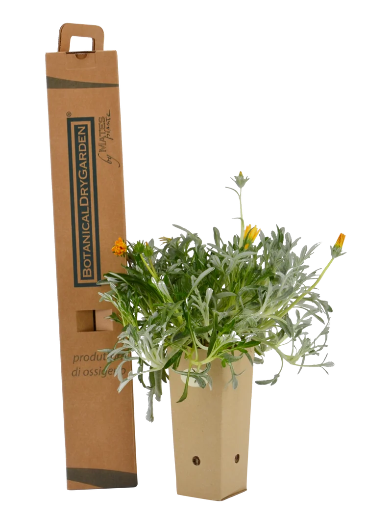 Gazania nivea