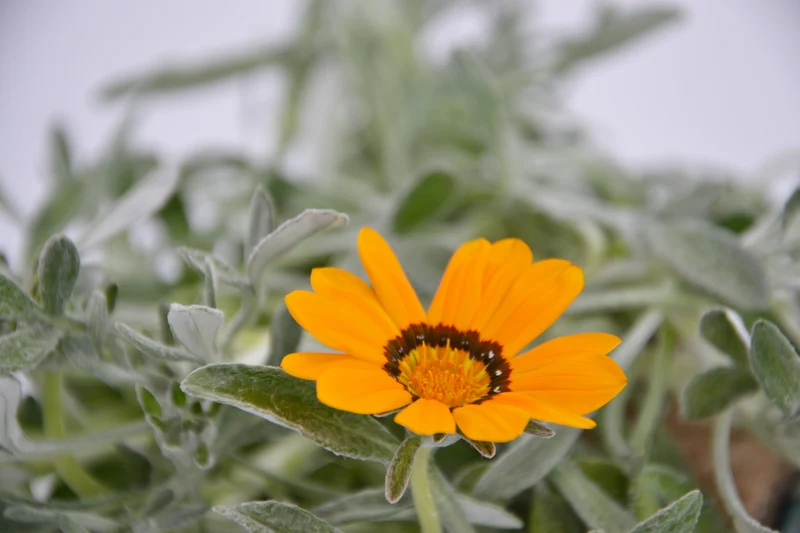 Gazania nivea