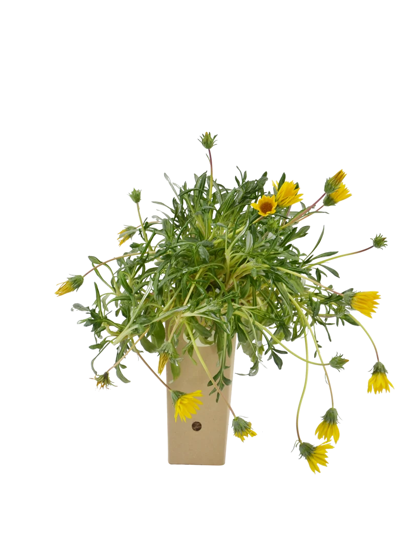 Gazania maritima
