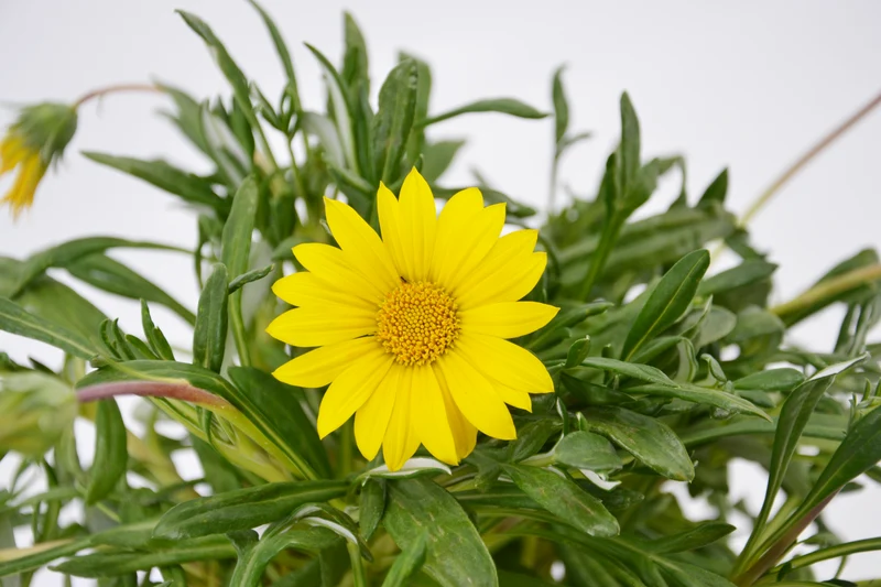Gazania maritima