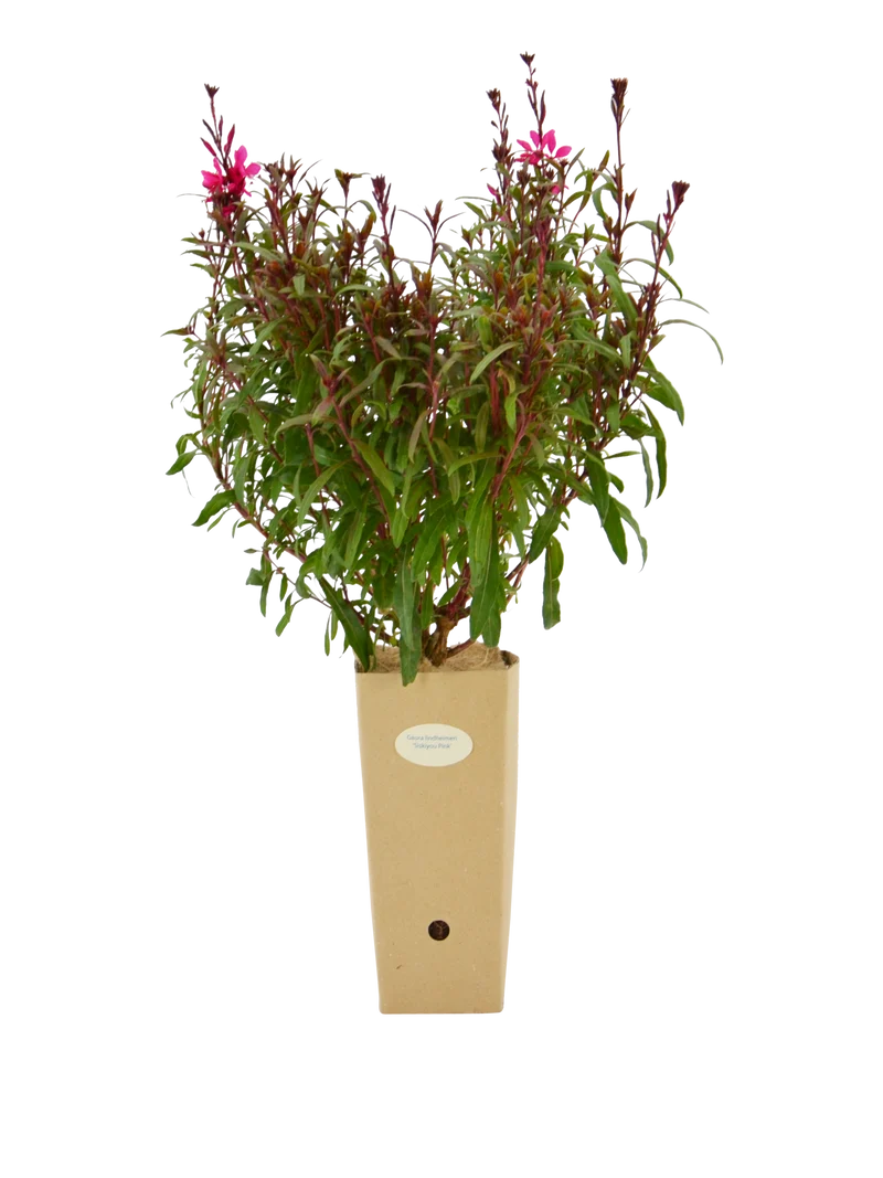 Gaura lindheimeri 'Siskiyou Pink'