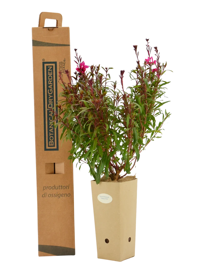 Gaura lindheimeri 'Siskiyou Pink'