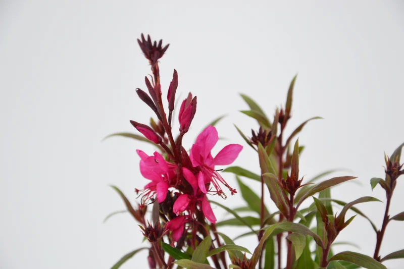Gaura lindheimeri 'Siskiyou Pink'