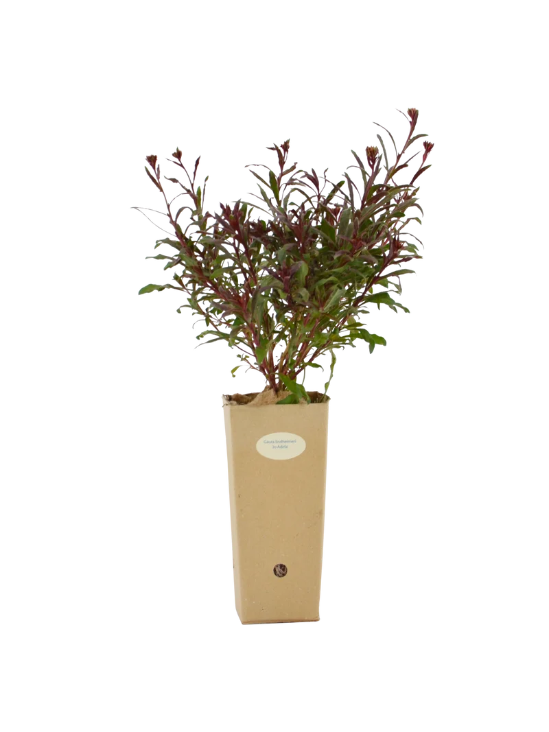 Gaura lindheimeri 'Jo Adela'