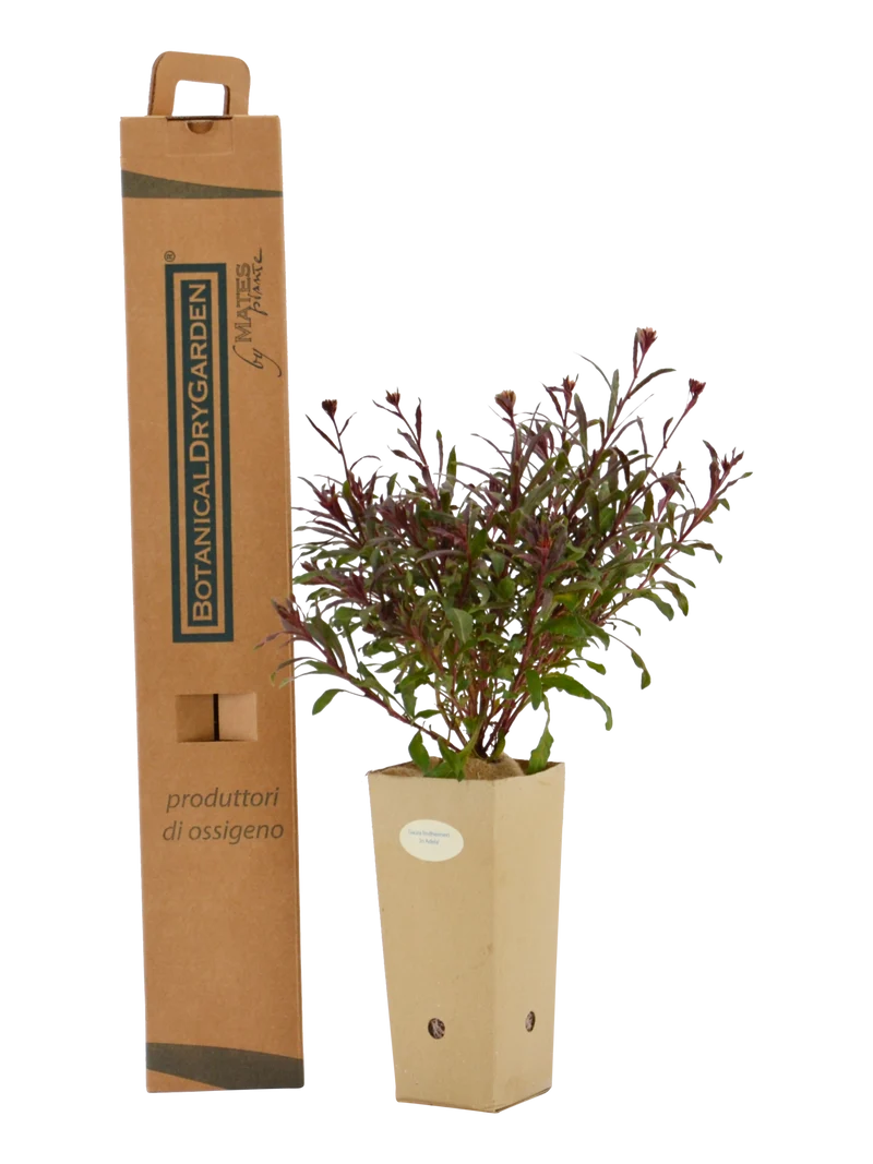 Gaura lindheimeri 'Jo Adela'