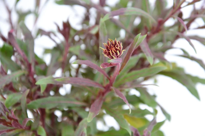 Gaura lindheimeri 'Jo Adela'