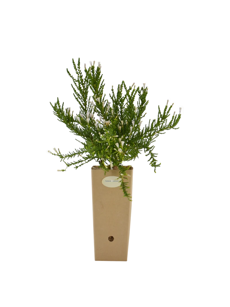 Fabiana imbricata